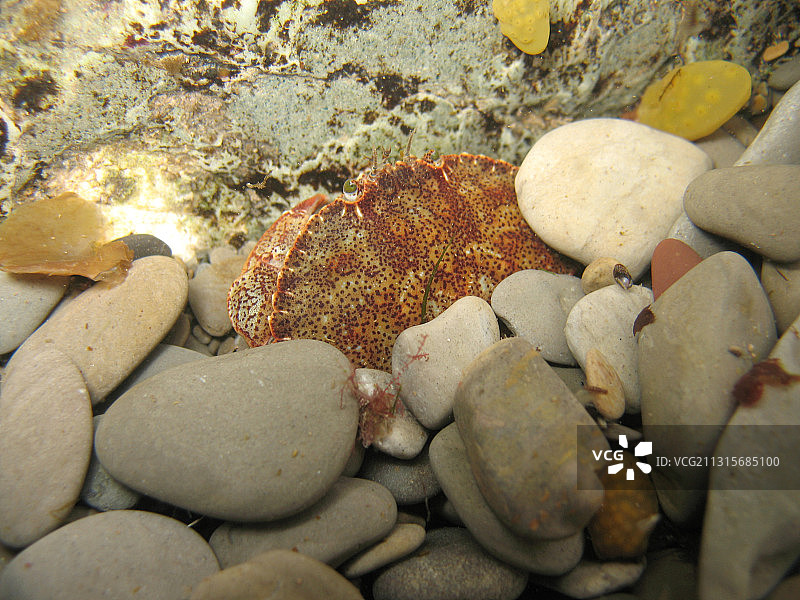 大西洋岩蟹图片素材