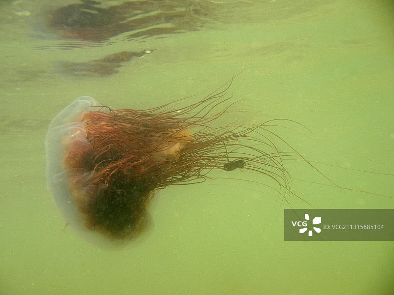 狮鬃水母图片素材