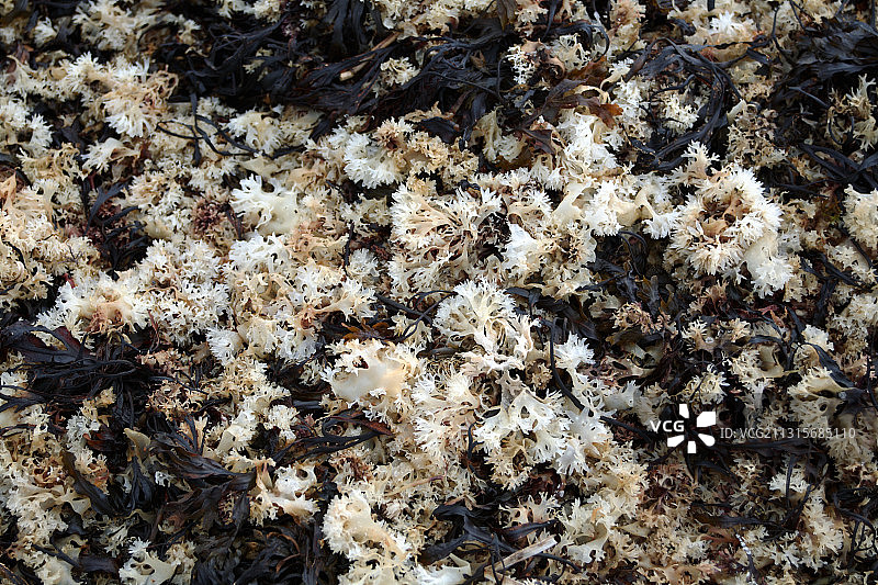 干爱尔兰苔藓图片素材