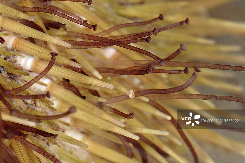 绿海胆图片素材