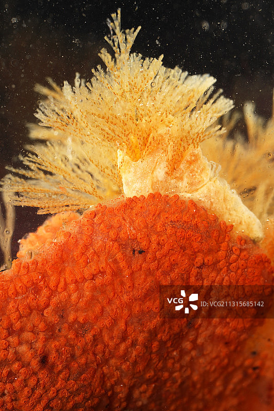 鲍尔班克氏海绵和螺旋簇状苔藓虫图片素材