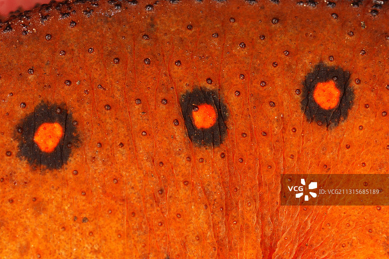 东方蝾螈的皮肤图片素材