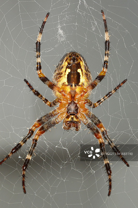 大理石 orb 蜘蛛图片素材