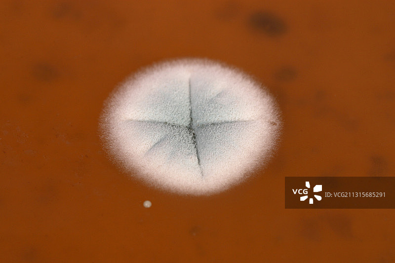 琼脂上的霉菌图片素材