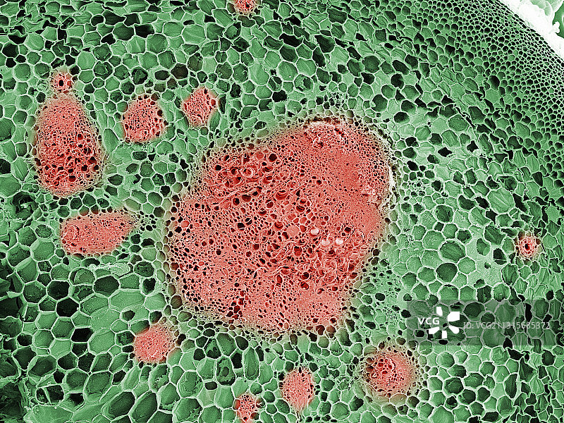 向日葵茎图片素材