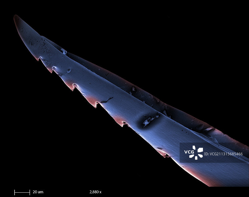 白面胡蜂蜂刺，扫描电镜图片素材