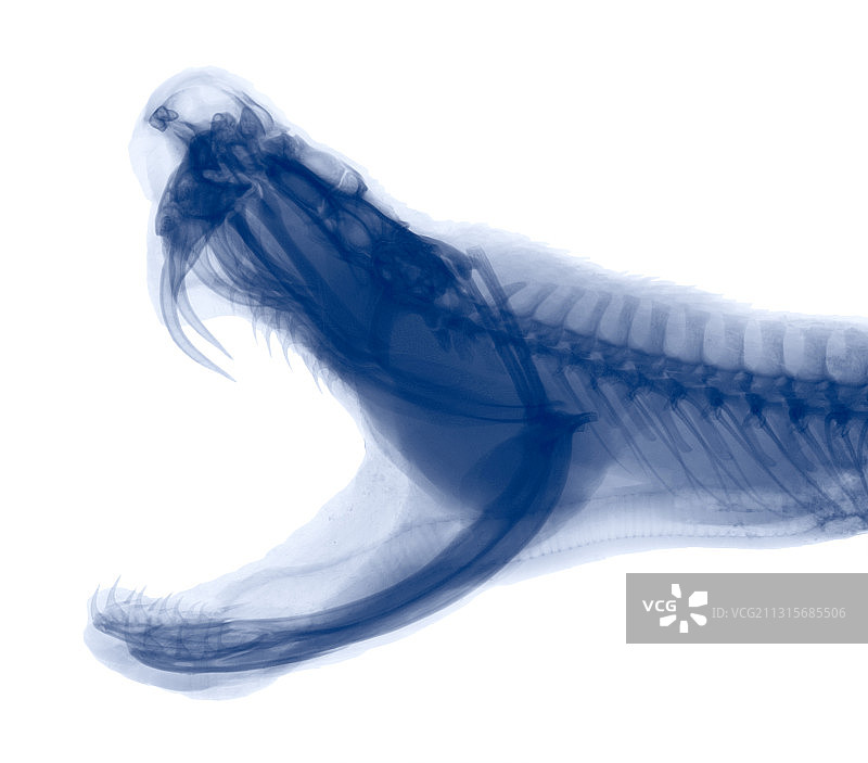 菱斑响尾蛇X光图片素材