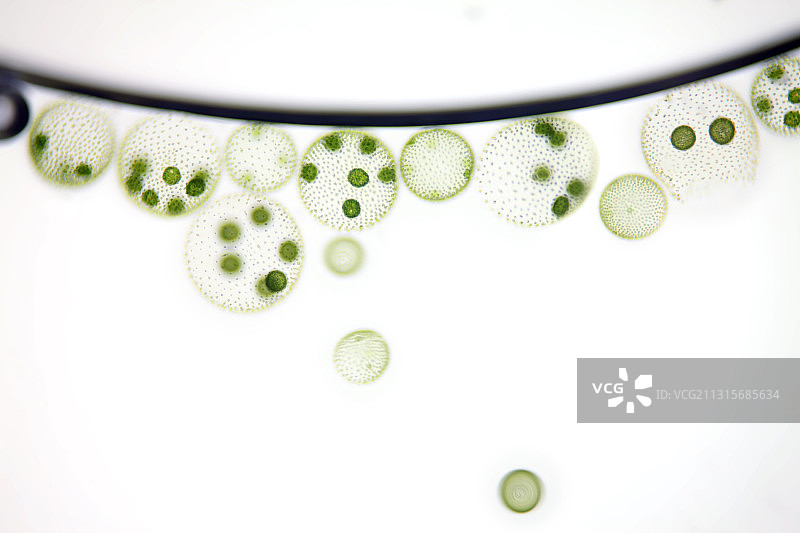 群体绿藻图片素材