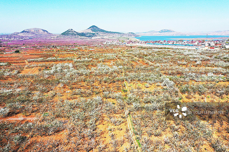 山东枣庄山亭区盛开的大樱桃花美如白雪图片素材