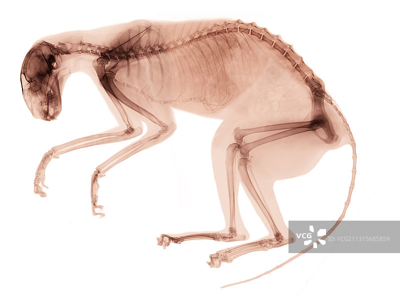患癌猫的X光片图片素材