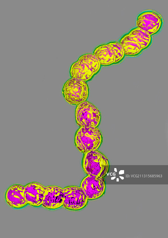 化脓性链球菌图片素材