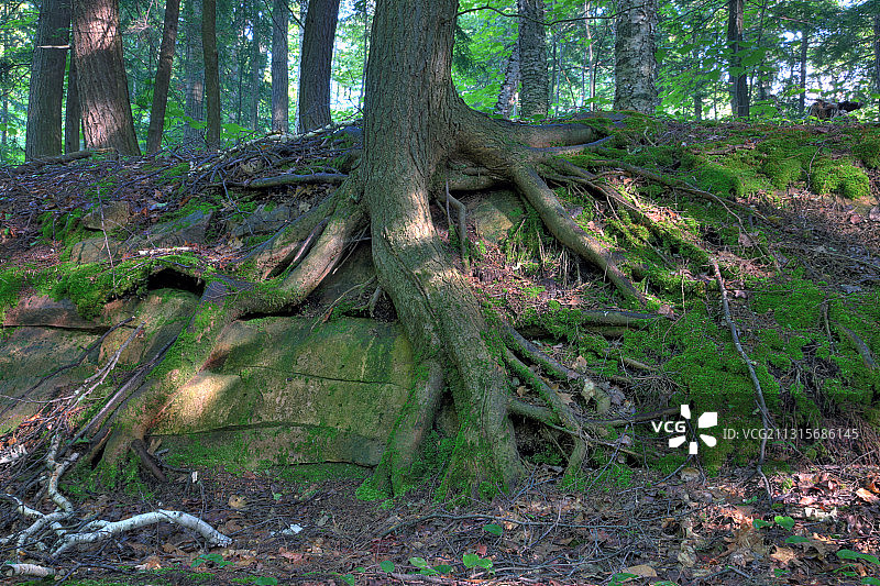 岩石上生长的树木图片素材