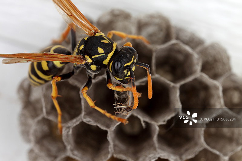 普通黄蜂图片素材