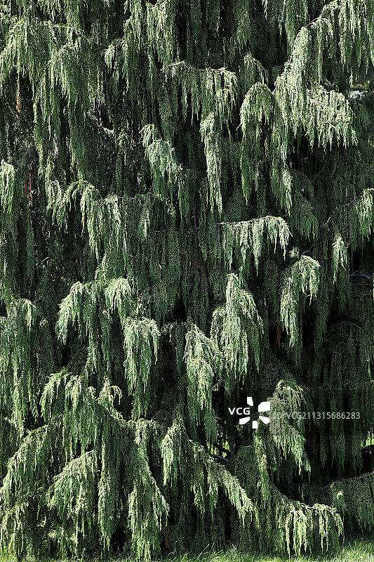 下垂的刺柏图片素材