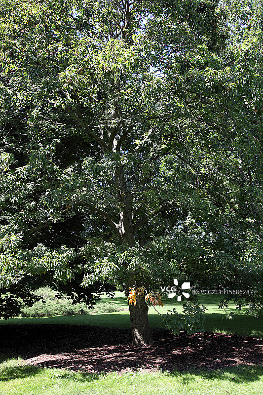 俄亥俄七叶树图片素材