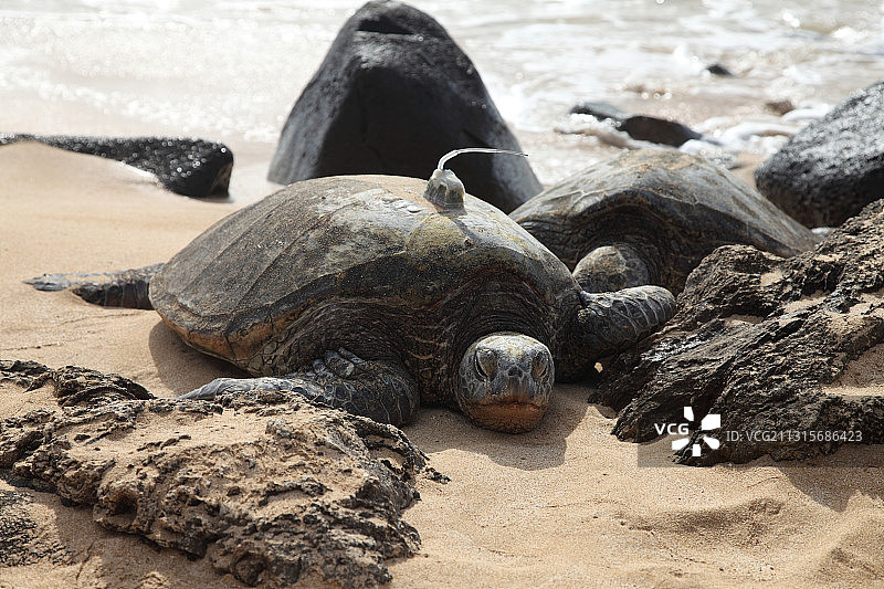 带有GPS的绿海龟图片素材