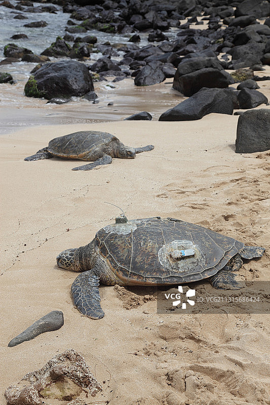 带有GPS的绿海龟图片素材