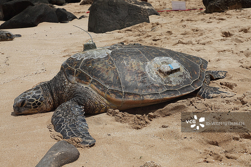 带有GPS的绿海龟图片素材