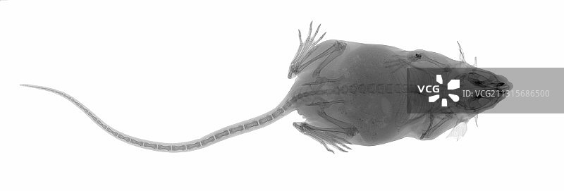 老鼠的X光片图片素材