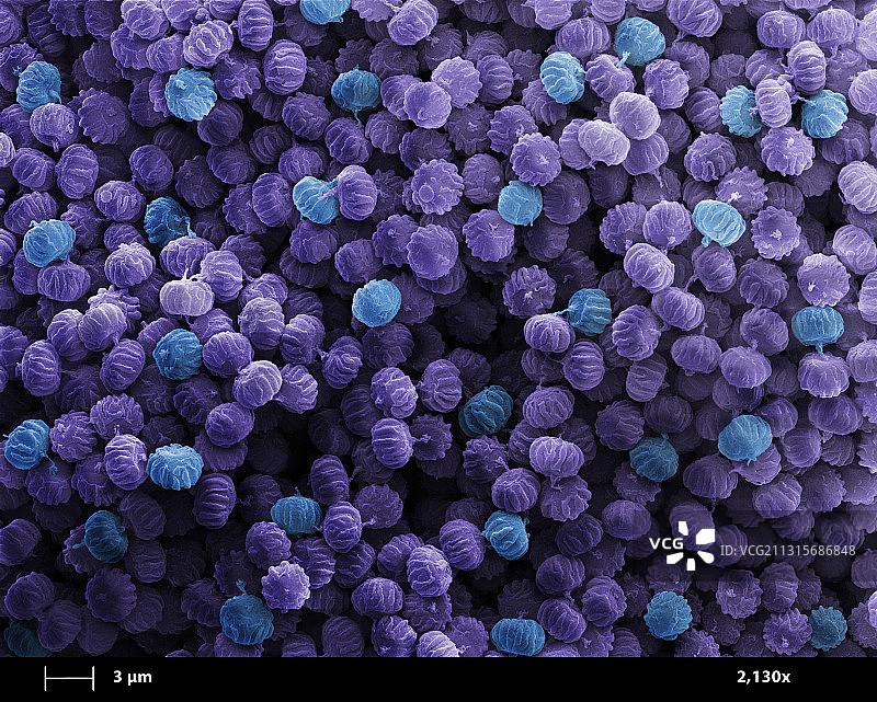 麦角的扫描电子显微镜图像图片素材