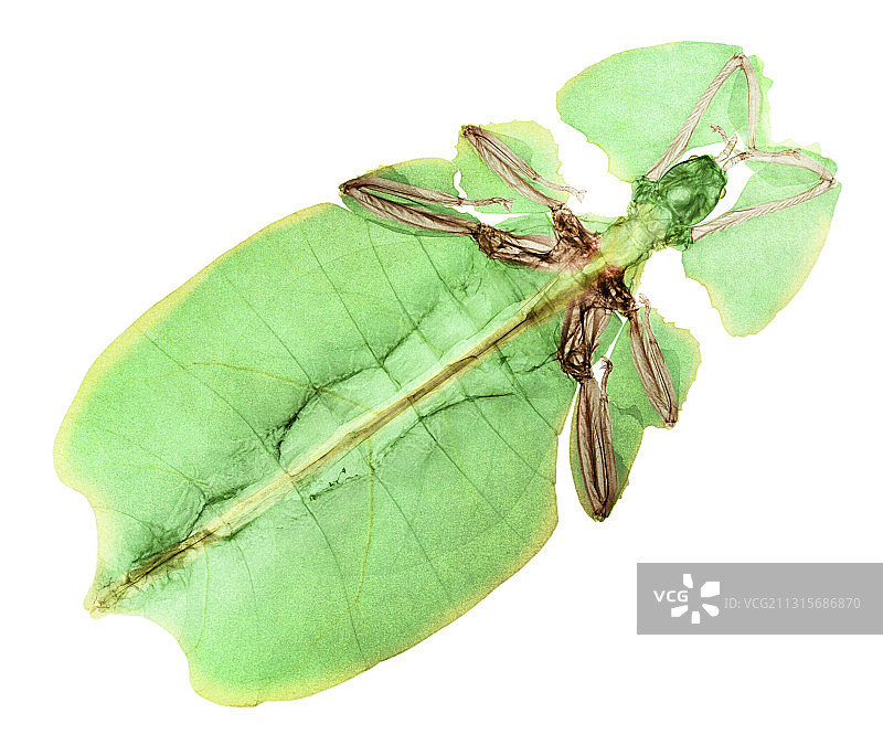 巨型叶 insect 的X光片图片素材