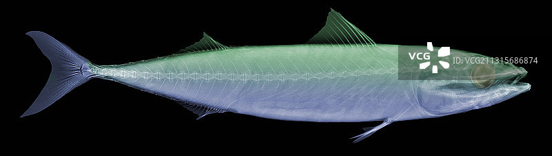 大西洋鲭鱼的X光片图片素材