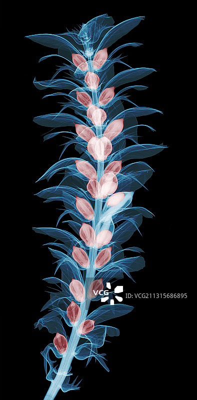 茛苕花X光片图片素材