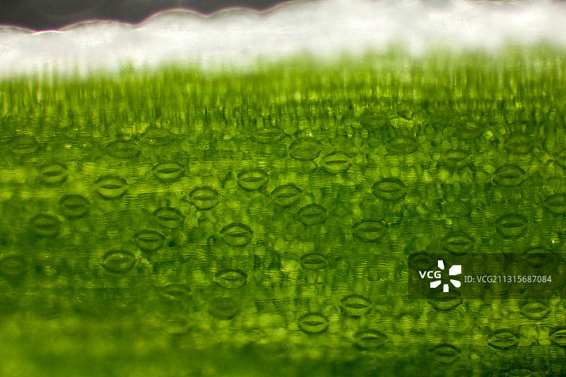 叶子气孔，LM图片素材