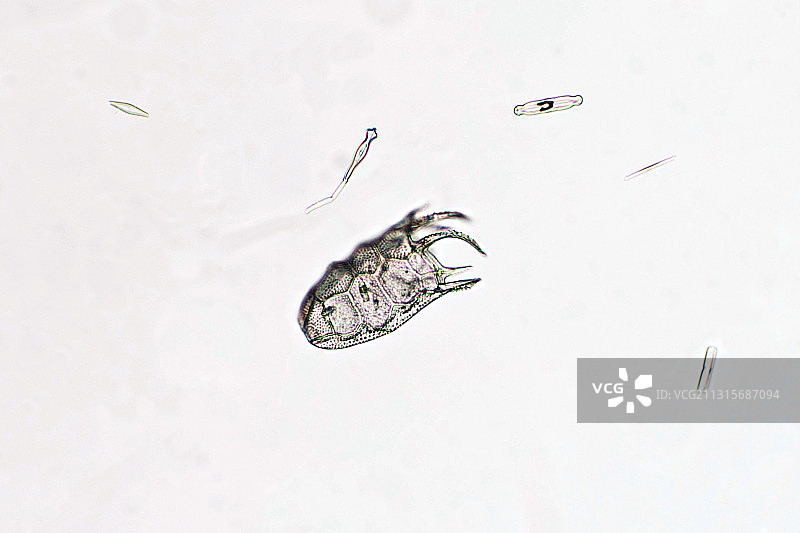 盒形臂尾轮虫，一种轮虫图片素材