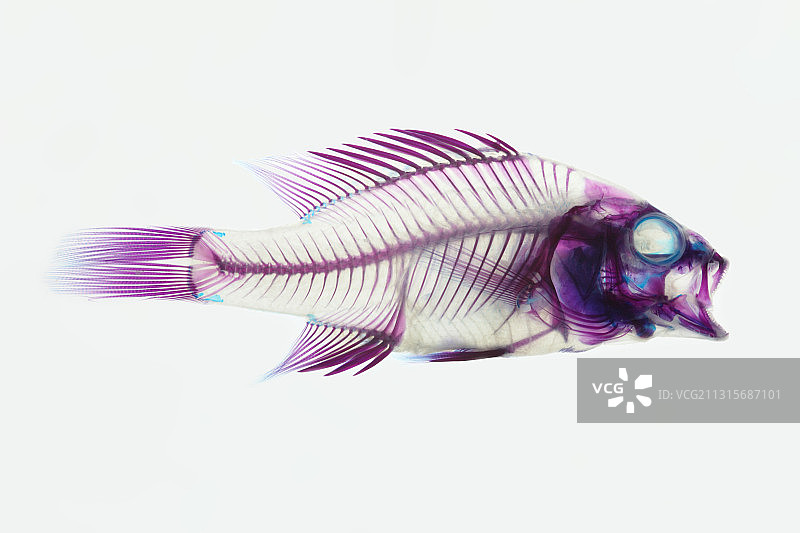 染色的鲈鱼图片素材