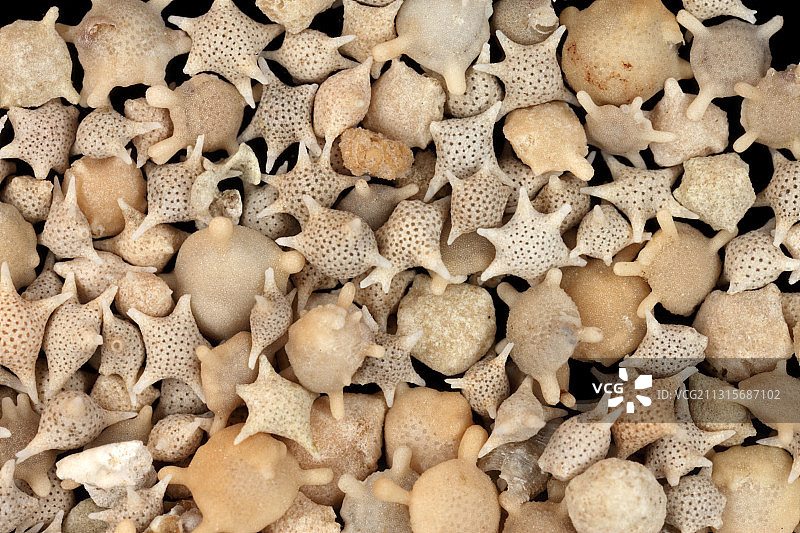 星沙（有孔虫）图片素材