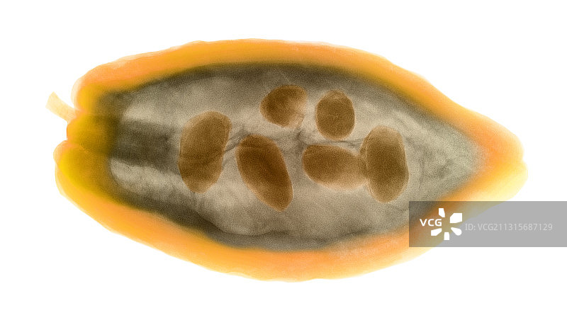 可可豆荚X光片图片素材