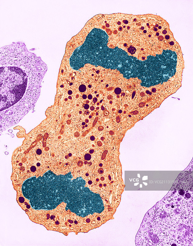 细胞分裂，透射电镜图片素材