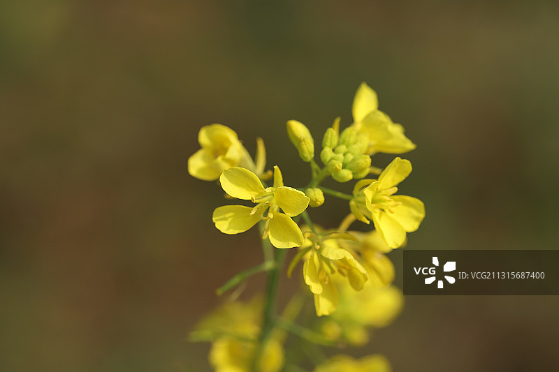 野油菜花图片素材