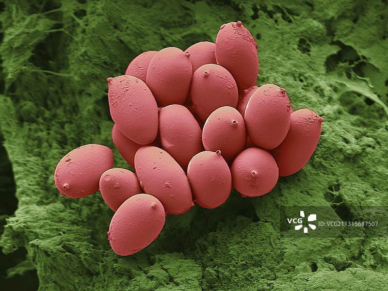 红色血细胞图片素材