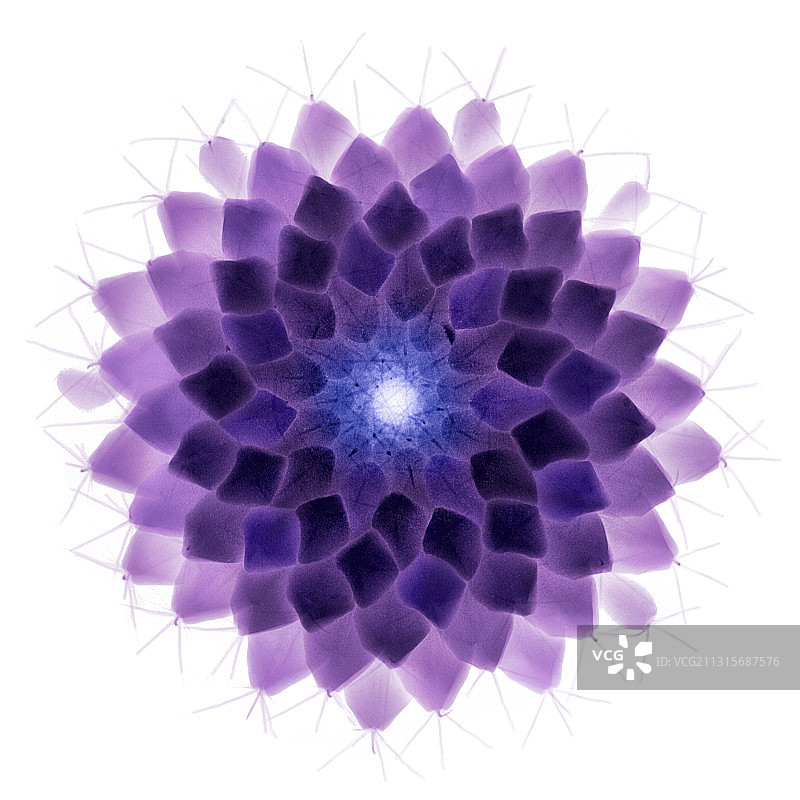 仙人掌的X光片图片素材