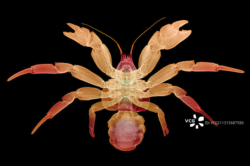 椰子蟹的X光片图片素材