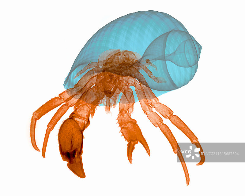 寄居蟹的X光片图片素材