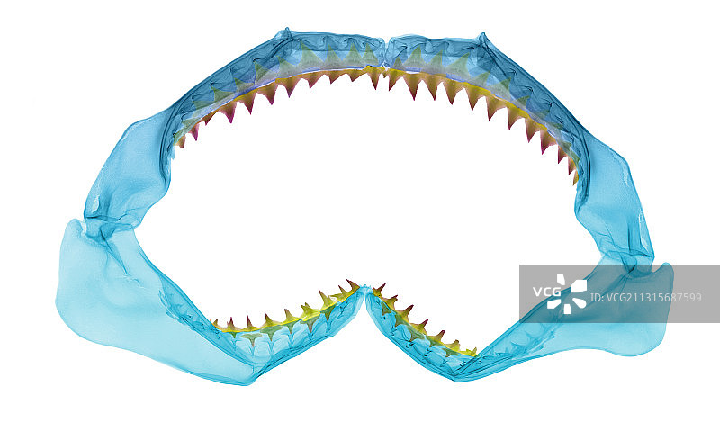 鲨鱼下颚X光片图片素材