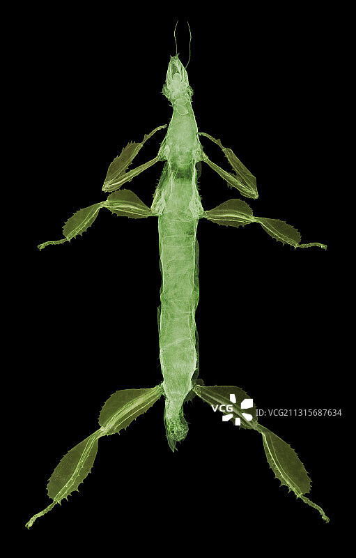 竹节虫的X光片图片素材