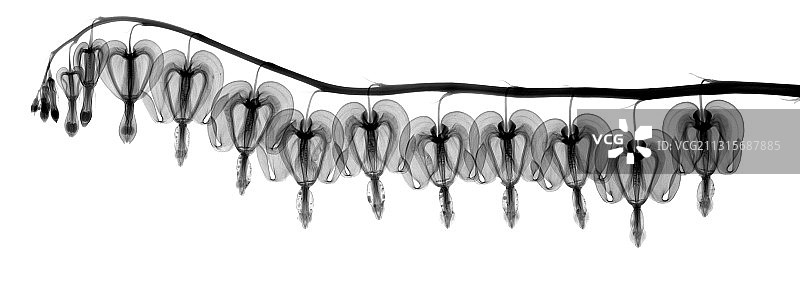 荷包牡丹花的X光片图片素材