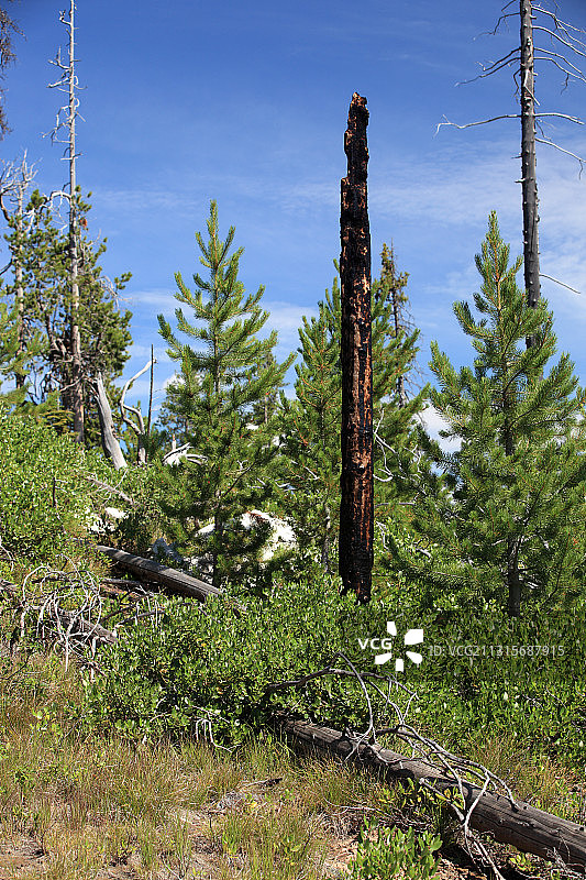 怀俄明州森林火灾之后图片素材