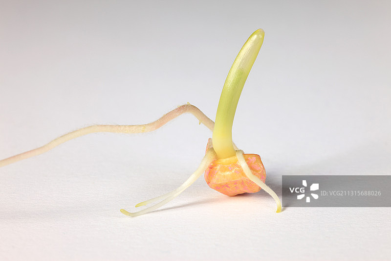 玉米早期发育图片素材