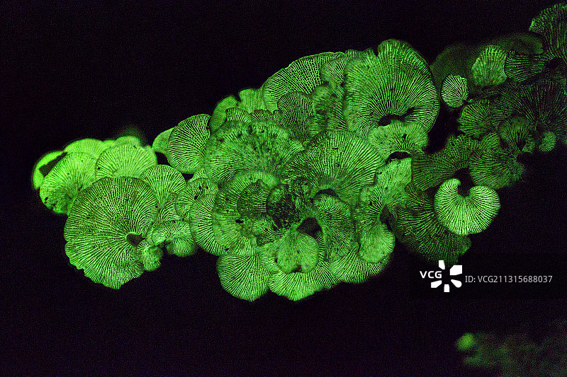 发光蘑菇图片素材