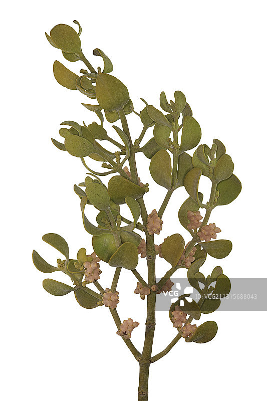 太平洋槲寄生图片素材