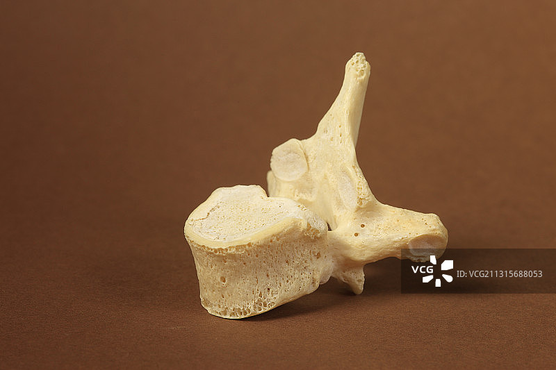 人体脊椎骨图片素材