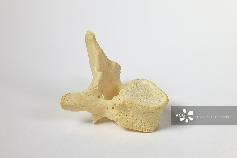 人体脊椎骨图片素材