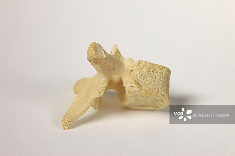 人体脊椎骨图片素材