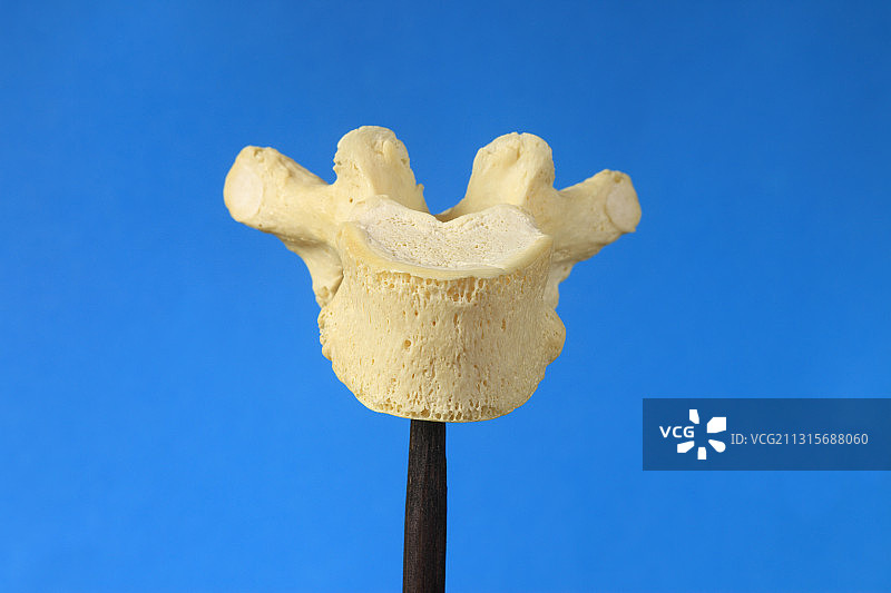 人体脊椎骨图片素材