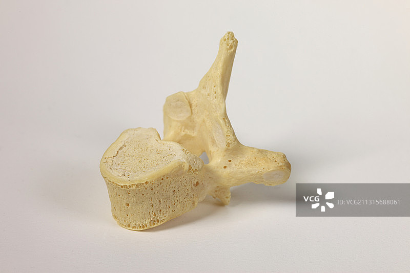 人体脊椎骨图片素材